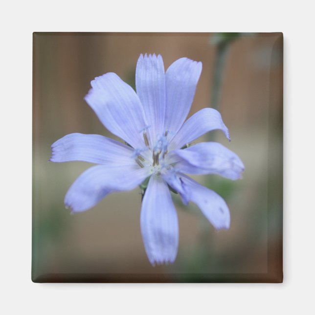 Chicory (Cichorium intybus) Magnet (Front)