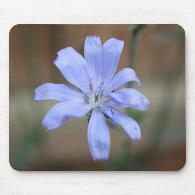 Chicory (Cichorium intybus) Mouse Mat (Front)