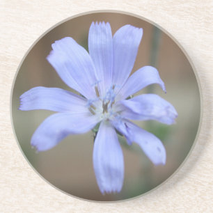 Chicory Coaster