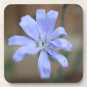 Chicory Coaster