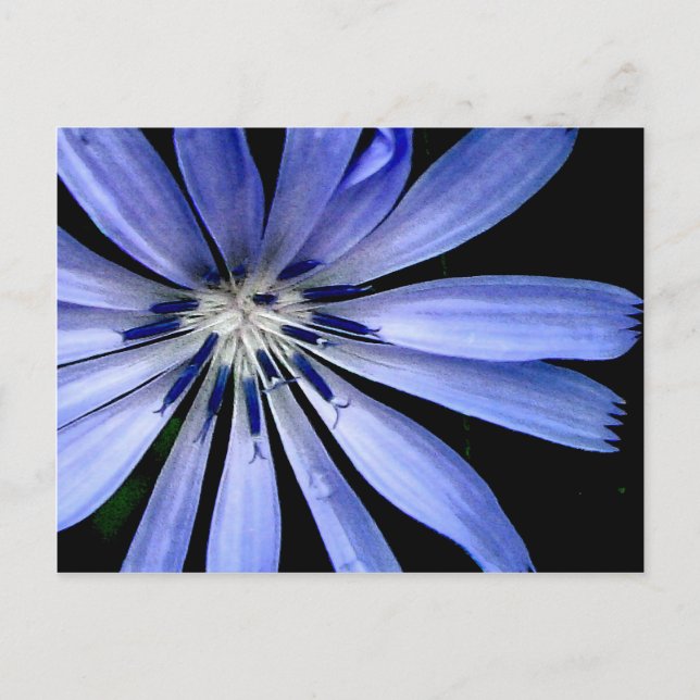 Chicory Collection Postcard (Front)