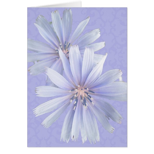 Chicory - Cornflower - Wildflower (Front)
