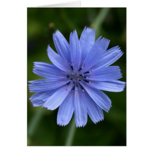 Chicory Flower