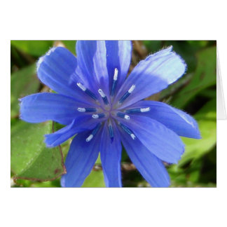 Chicory Flower Card