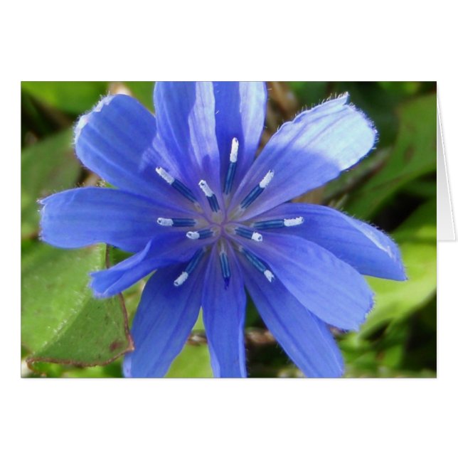 Chicory Flower Card (Front Horizontal)