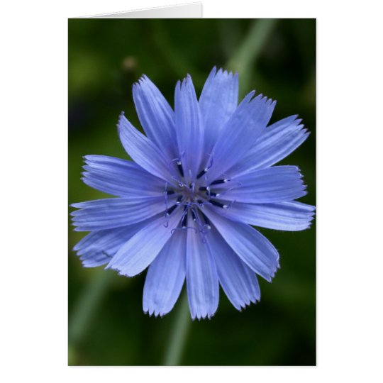 Chicory Flower Card