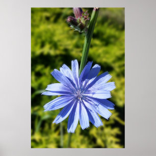 Chicory flower poster
