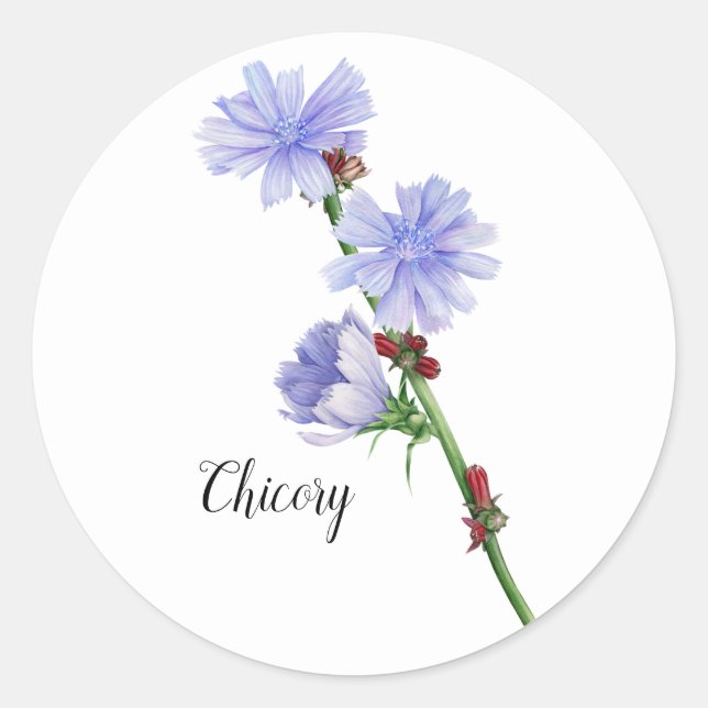 Chicory Flowers Watercolor Classic Round Sticker (Front)