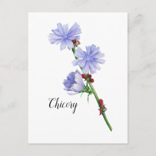 Chicory Flowers Watercolor Postcard