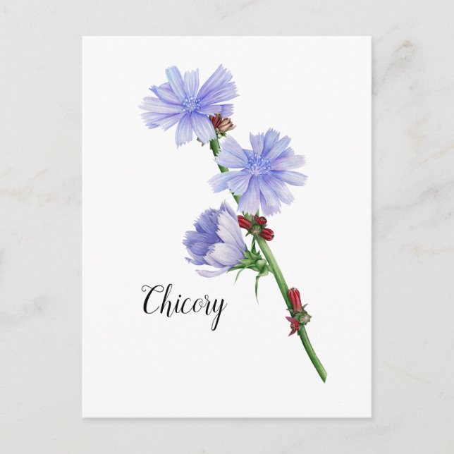 Chicory Flowers Watercolor Postcard (Front)
