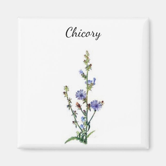 Chicory Plant Magnet (Front)