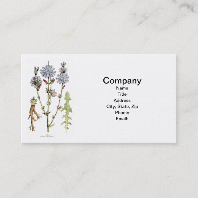 Chicory Vintage Botanical Business Card (Front)