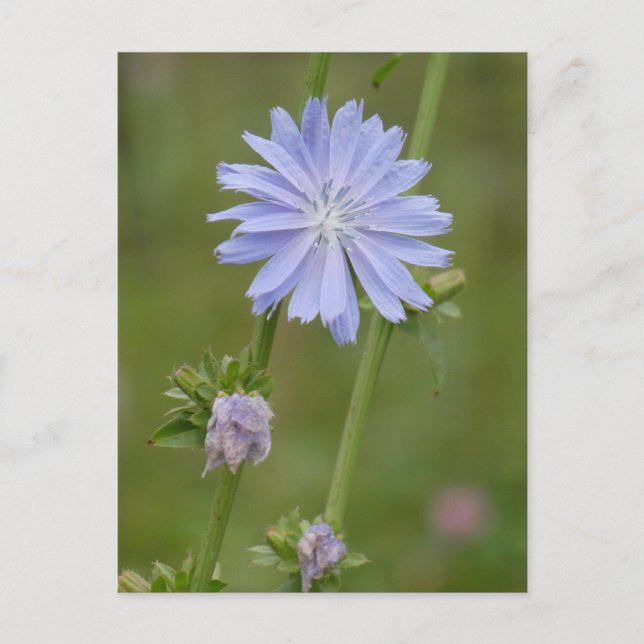 Chicory Wild Flower DIY Postcard (Front)
