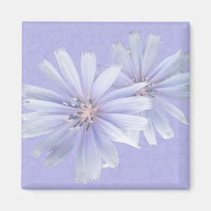 Chicory Wildflower Magnet