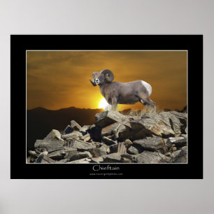 CHIEFTAIN BIG HORN SHEEP Wildlife Photo Poster