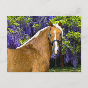 "Chieftain" Postcard
