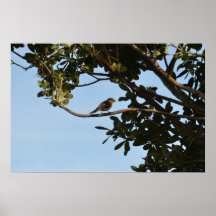 Chiffchaff