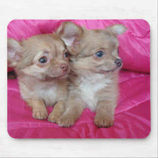 chihauhua puppies mouse mat
