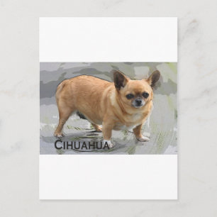 Chihuahua チワワ чихуахуа צ'יוואווה postcard