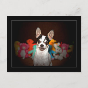 Chihuahua and toys postcard