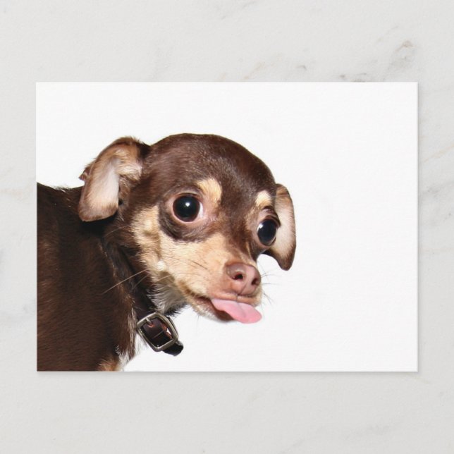 Chihuahua attitude postcard (Front)