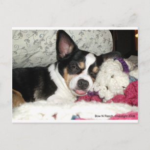 Chihuahua Blah Postcard