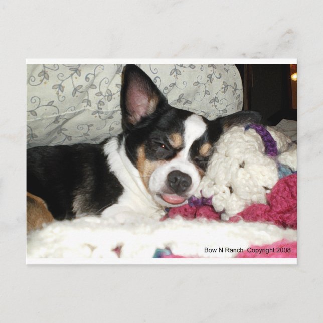 Chihuahua Blah Postcard (Front)