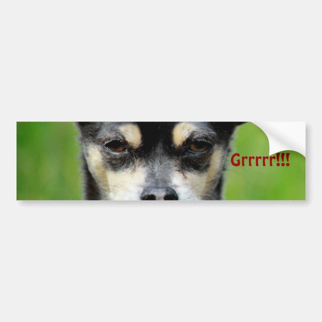 Chihuahua! Bumper Sticker (Front)