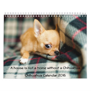 Chihuahua Calendar 2016 Photo House Is Not A Home