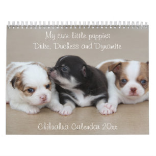 Chihuahua Calendar 2026 With Photos