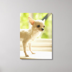 Chihuahua Canvas Print
