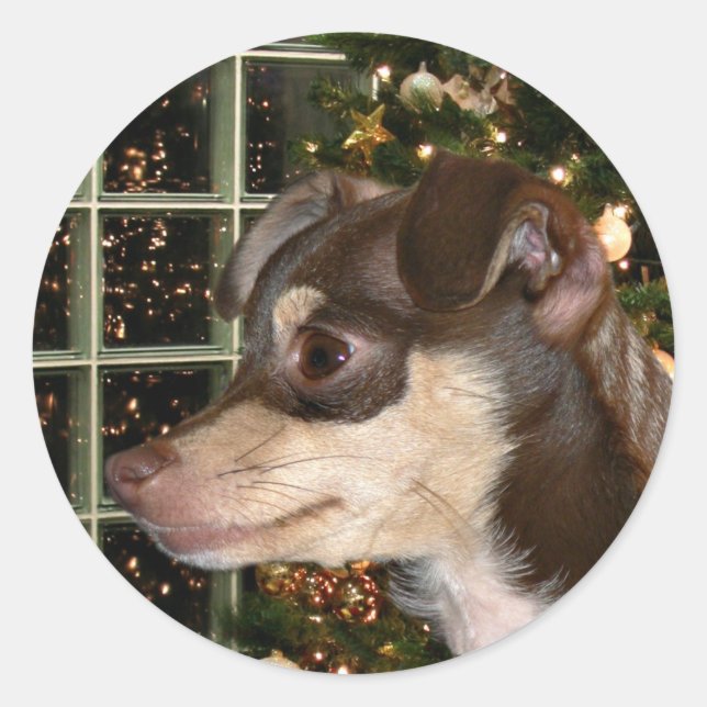 Chihuahua Christmas Classic Round Sticker (Front)