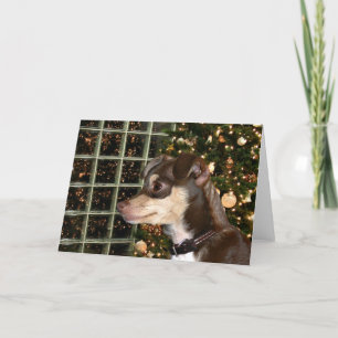 Chihuahua Christmas Holiday Card