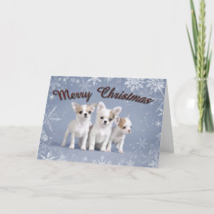 Chihuahua Christmas Holiday Card