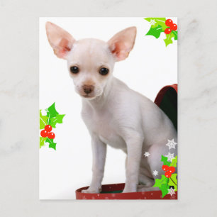 Chihuahua Christmas Postcard