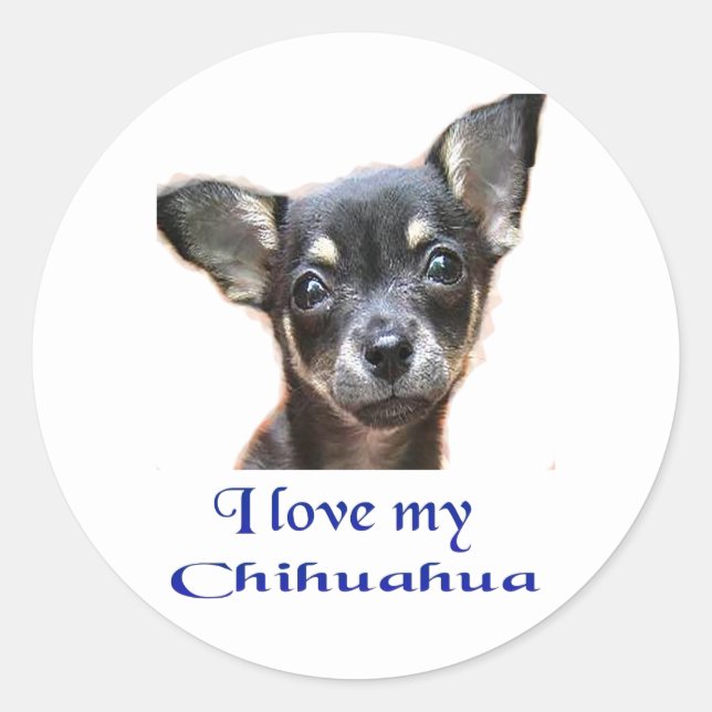 Chihuahua Classic Round Sticker (Front)