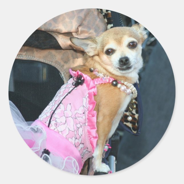 Chihuahua Classic Round Sticker (Front)