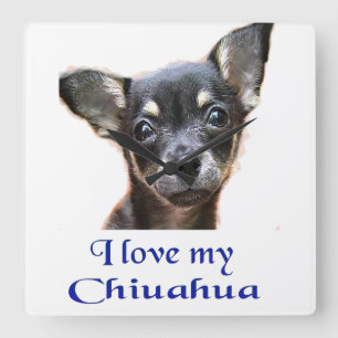 Chihuahua clock