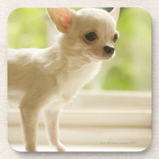 Chihuahua Coaster (Front)