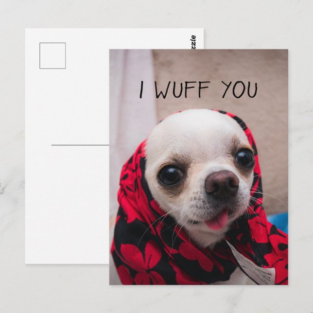Chihuahua cute I wuff you love Valentines Postcard (Front/Back)