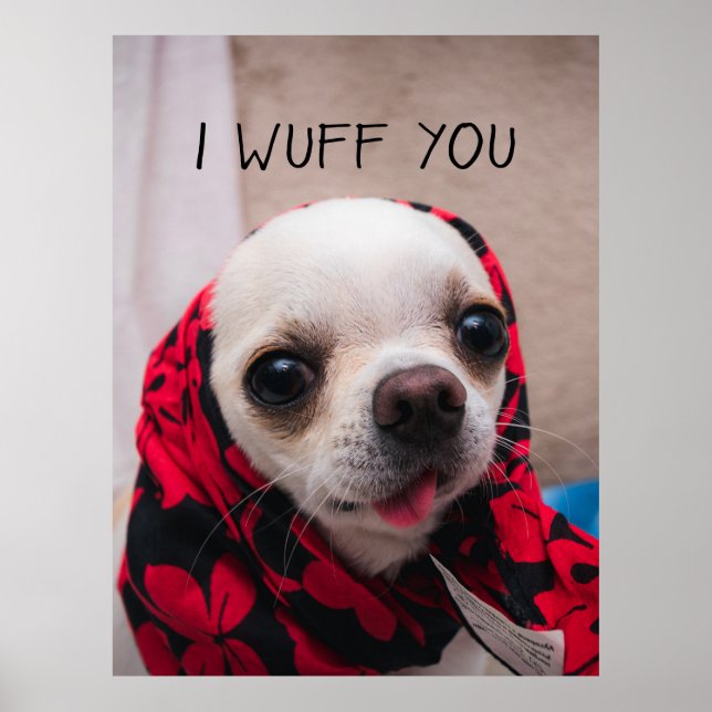 Chihuahua cute I wuff you love Valentines Poster (Front)