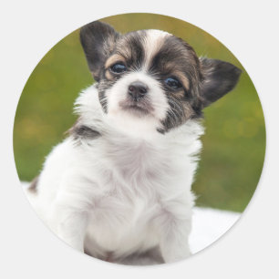 Chihuahua Cute Photo Classic Round Sticker