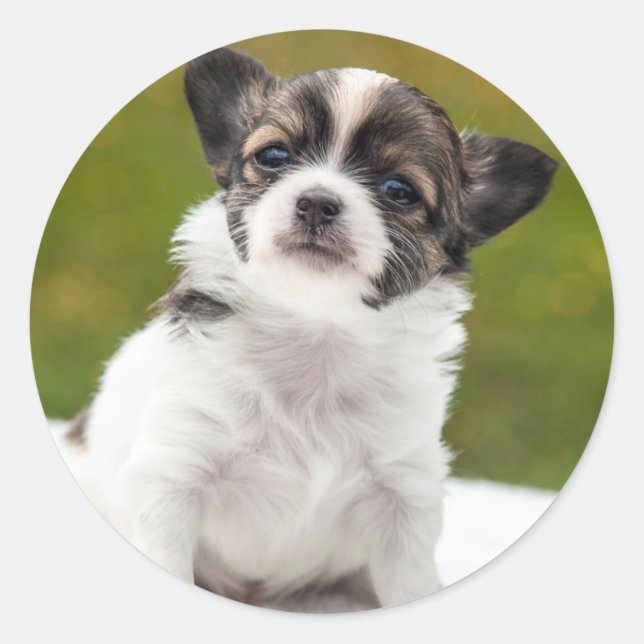 Chihuahua Cute Photo Classic Round Sticker (Front)