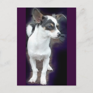 Chihuahua Dex post card