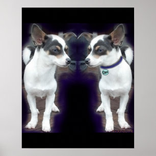 Chihuahua Dex reflection 16x20 print