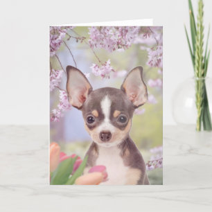 Chihuahua Dog greeting card