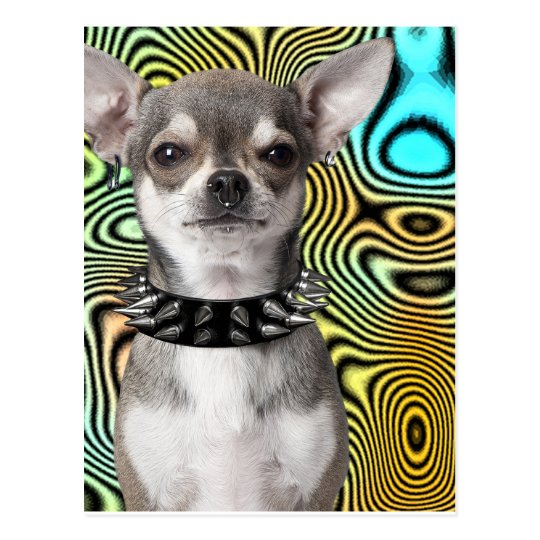 Chihuahua Dog Looking Cool Postcard