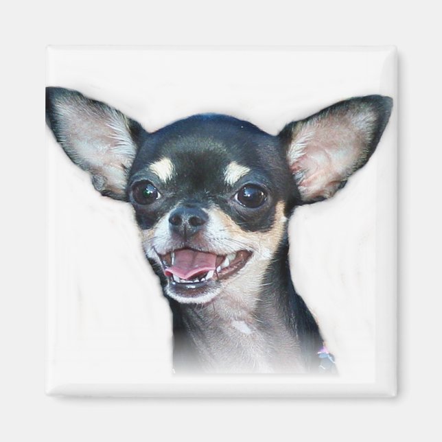 Chihuahua dog Magnet (Front)