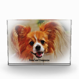 Chihuahua Dog. Photo Block