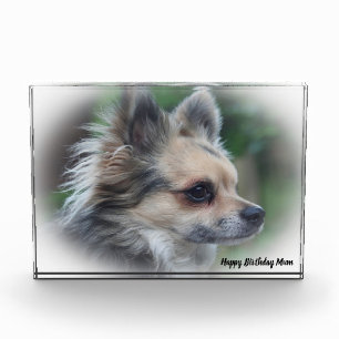 Chihuahua Dog. Photo Block
